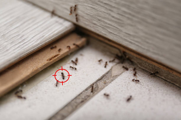 Best Wasp Removal Services  in Cheree, OK