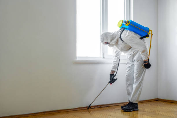 Best Wasp Removal Services  in Cheree, OK