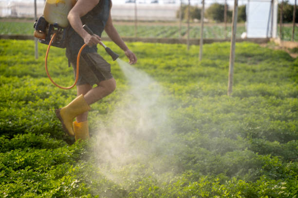 Best Mosquito Control Services  in Cheree, OK