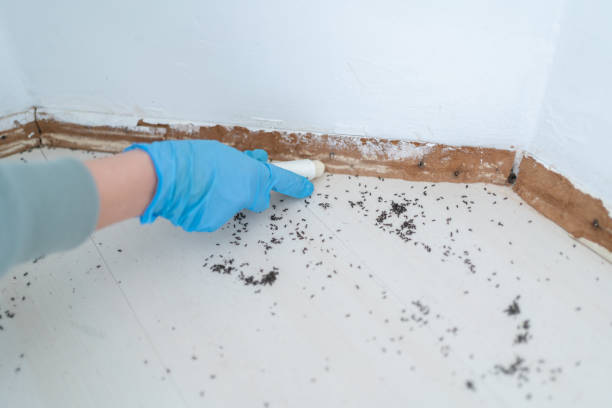 Best Rat Extermination Near Me  in Cheree, OK